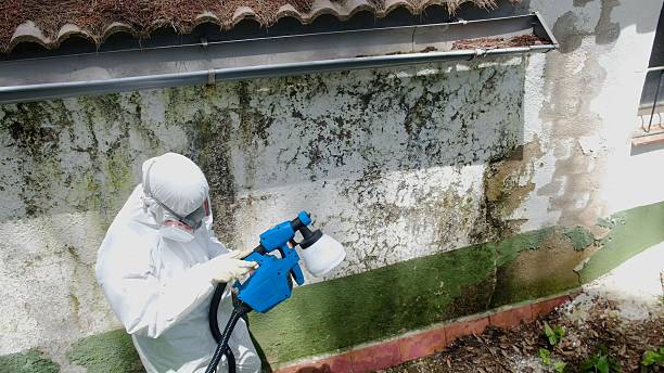 Top rated local Attic Mold Remediation specialists in Georgetown, TX